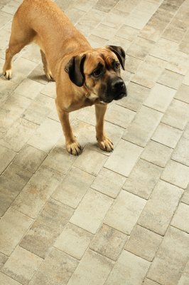 Zámková Dlažba BELISIMA 6 cm colormix jeseň s lakom