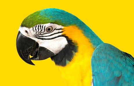 Zatrávňovacia dlažba 60x40x8cm sivá